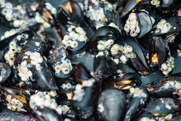 background of cooked sea mussels