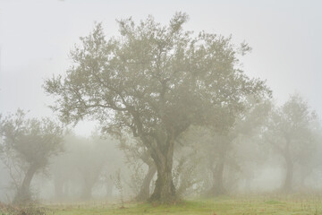 Centennial olive tree in a foggy landscape