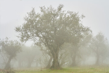 Fototapeta premium Centennial olive tree in a foggy landscape