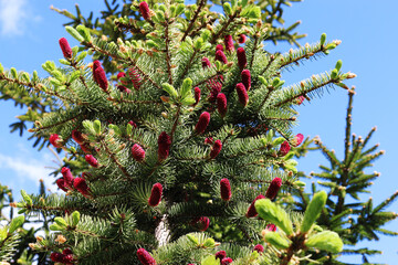 Spring fir tree with young raspberry cones sticking out like candles. Blossom without flowers....