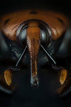 Fotografia macro de un picudo rojo macho (rhynchophorus ferrugineus)