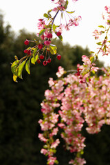 Cherry blossom season. Sakura branches in bloom during springtime.