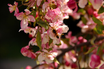 Obraz premium Honey bee pollinating blooming cherry tree. Cherry blossom season.