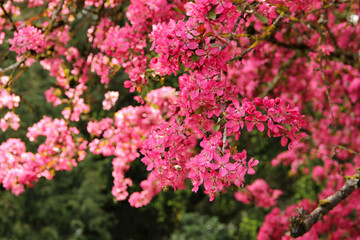 Cherry blossom season. Sakura branches in bloom during springtime.