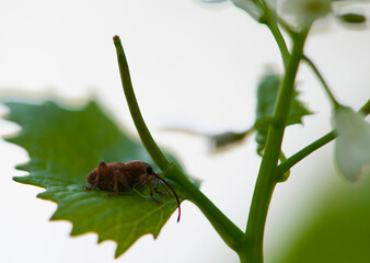 beetle weevil sits on a green leaf