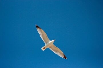 seagull on sky