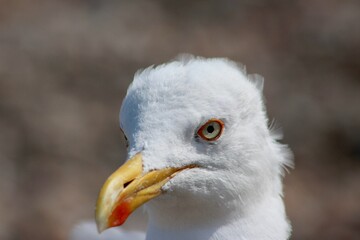 disgruntled gull