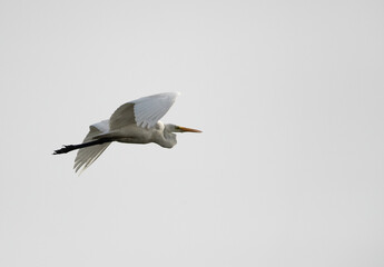 Great Egret flying