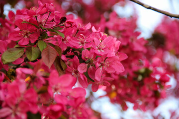 Honey bee pollinating blooming cherry tree. Cherry blossom season.