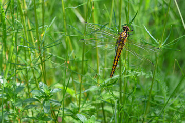 
dragonfly sits on green grass