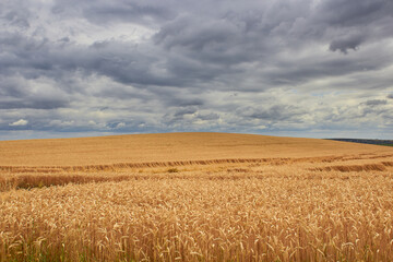 ripe wheat in the field,hill of golden wheat on a background of storm black clouds