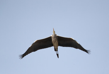 Grey Heron in flight