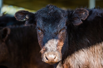 Beef cows and calves grazing on grass in south west victoria, Australia. eating hay and silage....