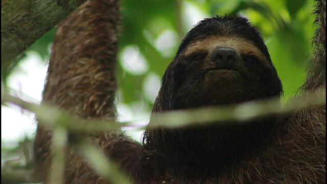 A sloth in a tree