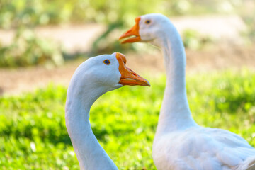 Portrait of two white geese on a bright sunny background.