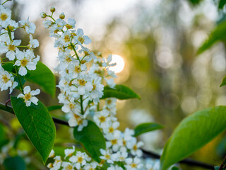 Bright beautiful flowers of lilac and cherry on green branches. Spring evening in the sunset rays of the sun.