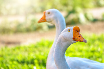 Portrait of two white geese on a bright sunny background.