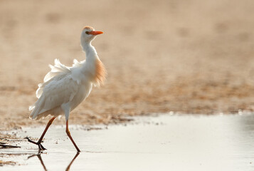 Cattle Egret in breeding plumage