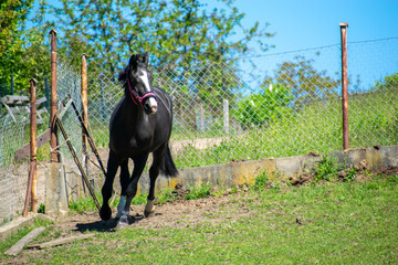 Koń, hodowla, wybieg, łąka, galop, klacz, źrebak, pasie się. © Jacek