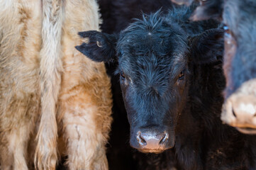 Beef cows and calves grazing on grass in south west victoria, Australia. eating hay and silage....
