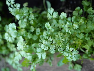 Organic Thai coriander coriander herb sprouts. Health benefits.