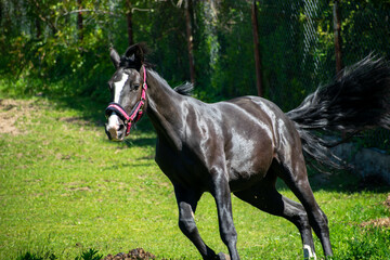 Koń, hodowla, wybieg, łąka, galop, klacz, źrebak, pasie się. © Jacek