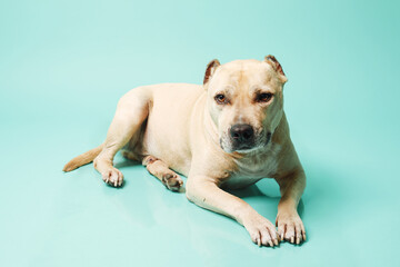 American staffordshire terrier in studio isolated on blue background with copy space.