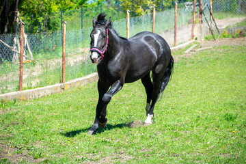 Koń, hodowla, wybieg, łąka, galop, klacz, źrebak, pasie się. © Jacek