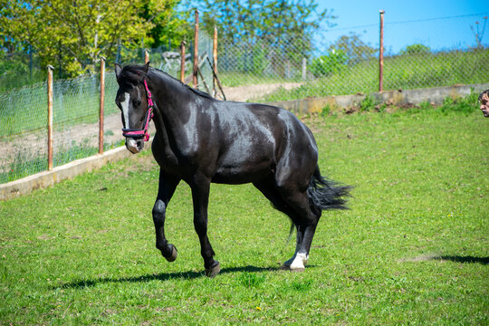 Koń, hodowla, wybieg, łąka, galop, klacz, źrebak, pasie się.