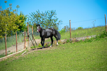 Koń, hodowla, wybieg, łąka, galop, klacz, źrebak, pasie się. © Jacek