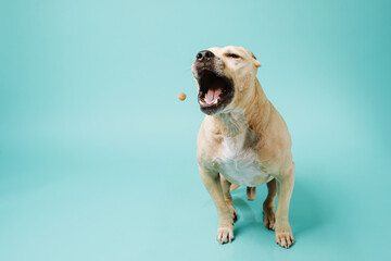 American staffordshire terrier catches dry food isolated on blue background with copy space.