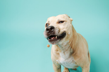 American staffordshire terrier catches dry food isolated on blue background with copy space.