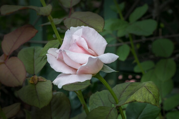 A delicate light pink rose blooming