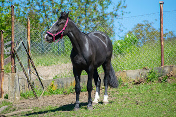 Koń, hodowla, wybieg, łąka, galop, klacz, źrebak, pasie się. © Jacek