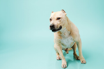 American staffordshire terrier in studio isolated on blue background with copy space.