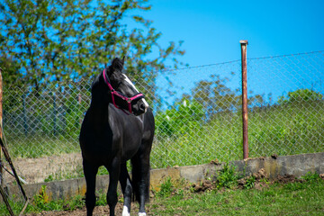 Koń, hodowla, wybieg, łąka, galop, klacz, źrebak, pasie się. © Jacek