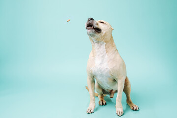 American staffordshire terrier catches dry food isolated on blue background with copy space.