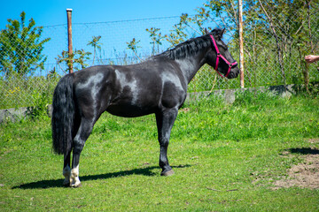 Koń, hodowla, wybieg, łąka, galop, klacz, źrebak, pasie się. © Jacek