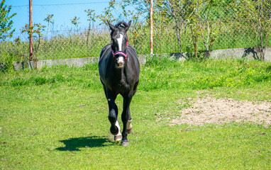 Koń, hodowla, wybieg, łąka, galop, klacz, źrebak, pasie się. © Jacek