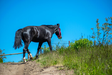 Koń, hodowla, wybieg, łąka, galop, klacz, źrebak, pasie się. © Jacek