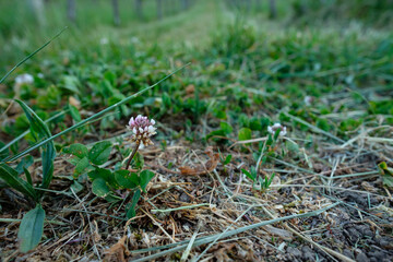White clover flower with green leaves