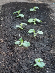 Agricultural industry.Young cucumber plants in the vegetable garden on the plot.