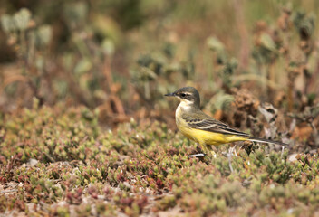 Yellow wagtail in its habitat, Bahrain