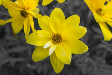 Żółty kwiat na czarno-białym tle, zbliżenie na kwiatostan 