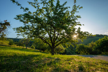 Fototapeta na wymiar Cherry tree on green meadow in the sun