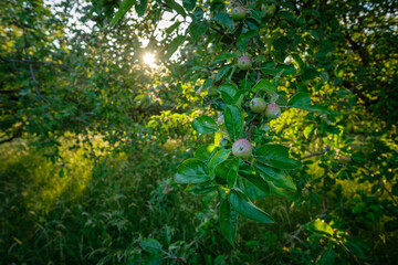 Apples at a tree in back lit of sunlight