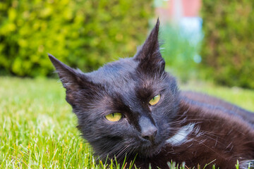 Portret czarnego kota w ogrodzie, zbliżenie na głowę,  © Marcin
