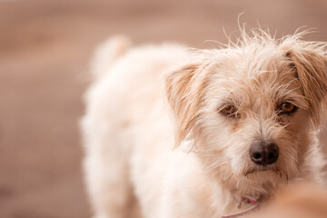 Mischlings Straßenhund