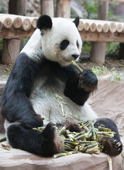 Chinese tourist symbol and attraction - Giant panda bear eating bamboo