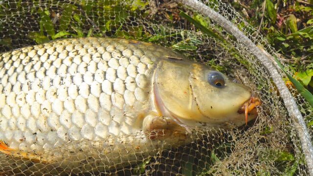 A freshly caught carp in a fishing landing net lies on the grass, opens its mouth and moves its fins and gills